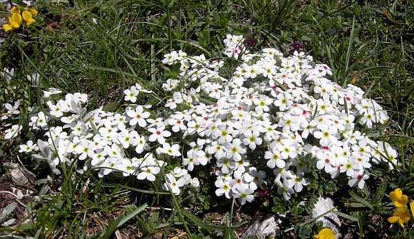 Androsace villosa /Androsace appenninica